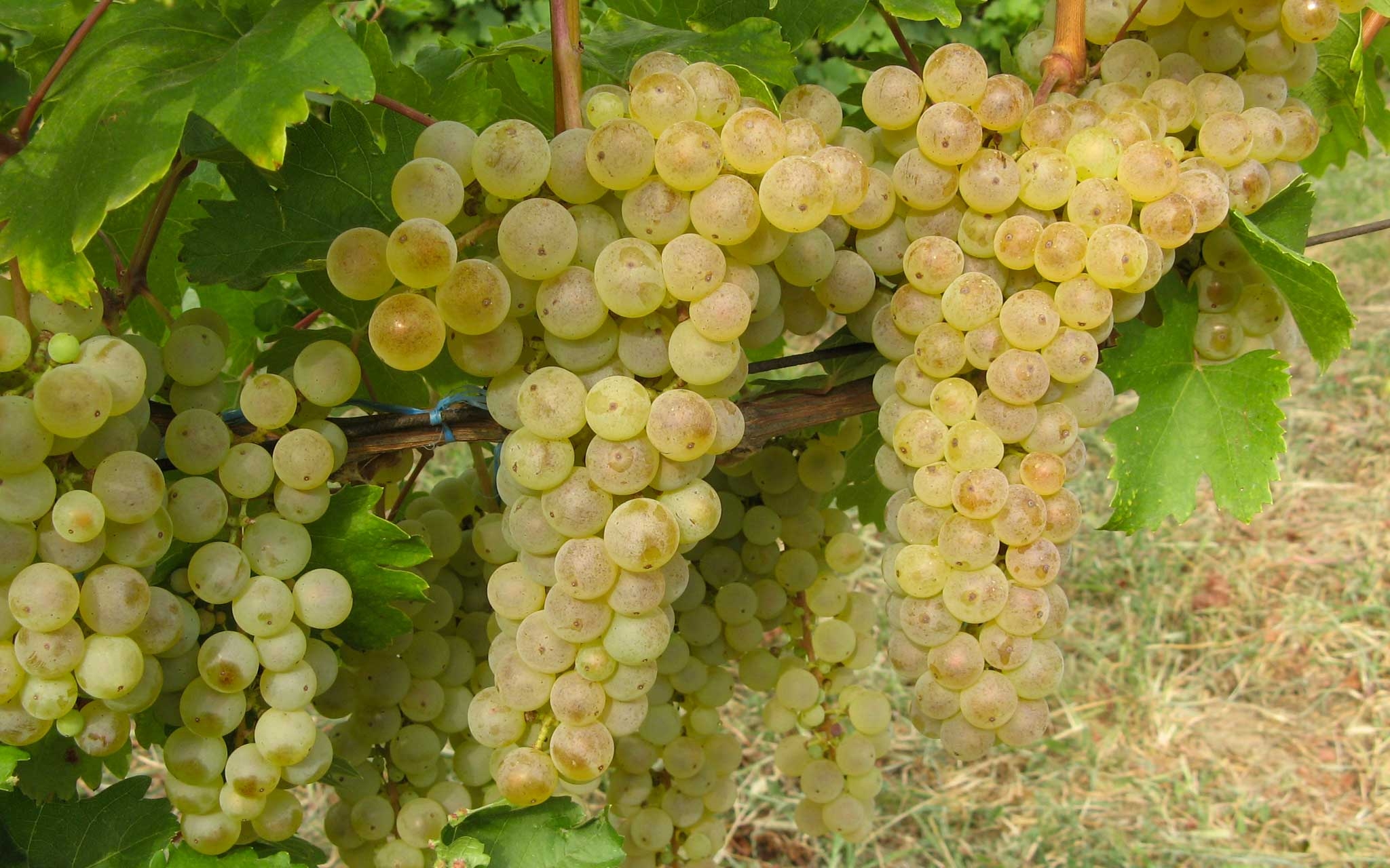 Fetească Albă - Soiul de struguri Feteasca albă este excelent pentru producerea vinurilor albe seci, demiseci, demidulci și spumante.