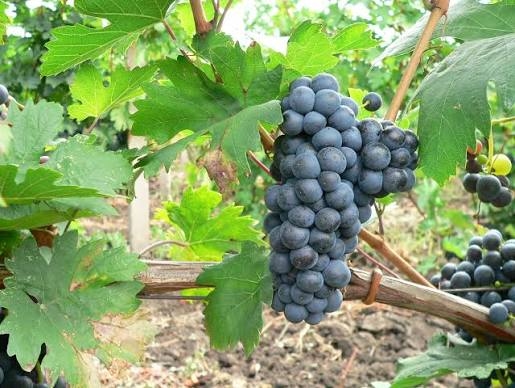 Fetească Neagră - Cu o istorie de peste 2000 de ani, acest soi își are originile din valea râului Prut din zona de sud-vest a Moldovei